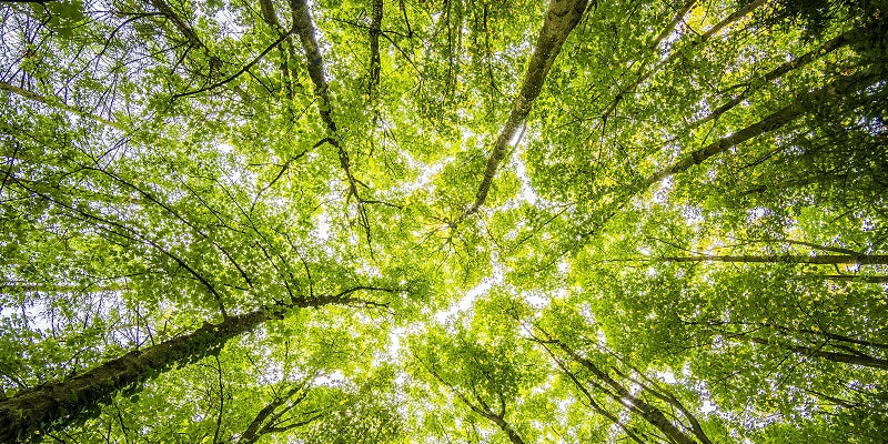 Green trees fotographed from the bottom up