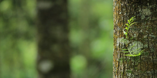 Tree Bark in a green forest